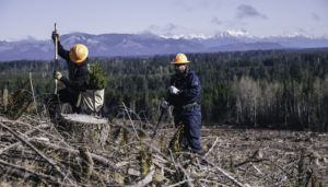 2 workers in the forest