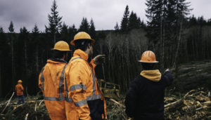 people overlooking forest