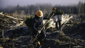 2 workers in the forest