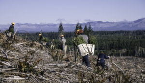workers in forest